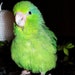Faxant Parrot