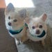 Jax and Bailey
