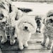 Abby, Marley, Winnie, Bevvie & Lando