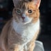 Oliver