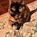 Kitty RIP