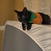 SpookersTheCat