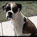 Abby