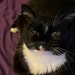 Sad Cat