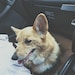 Ein