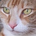Tibby
