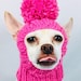 Turnip the Chihuahua