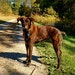 Xena