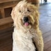 Oliver
