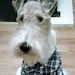Alfalfa the Wire fox Terrier