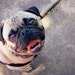 LuvPug