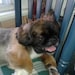 Buddy