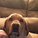Cody Bear