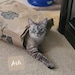 Ash