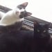 Neenu (𝐁𝐥𝐚𝐜𝐤) Sam (Grey & White In loving memory of)
