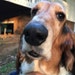 Mollie Dog