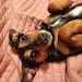 Finnie
