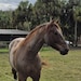 Cowboy