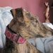 Huggable Hound