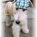Retired assistant Binky the Fox Terrier