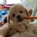 Scrappy Doo
