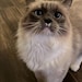 Duchess