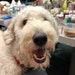 Teddy