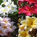 Discount Hawaiian Gifts