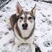 Balto