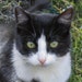 Whiskers