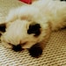 Nugget