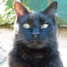 RIP Jinxy