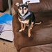 Louie