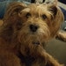 Wicket