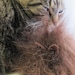 Griff Kitty