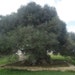 Olivewoodcrafts USA