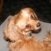 Rosie Pickles