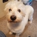 Winston