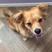 Cooper