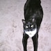 Tallulah