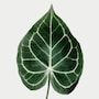 shop-member-photo