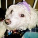 Daisy