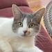 Rosie