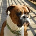 Sarge