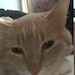 Odie