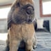 Teddy