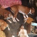 Maddie, Lillie and Wrangler
