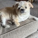 Daisy