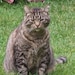 Butchie