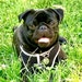 Patrick Pug